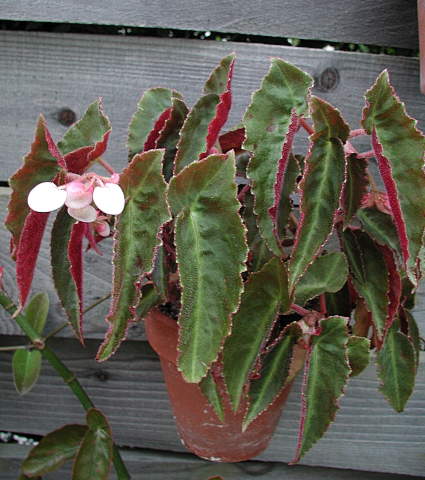 B. ‘Magdalene Madsen’